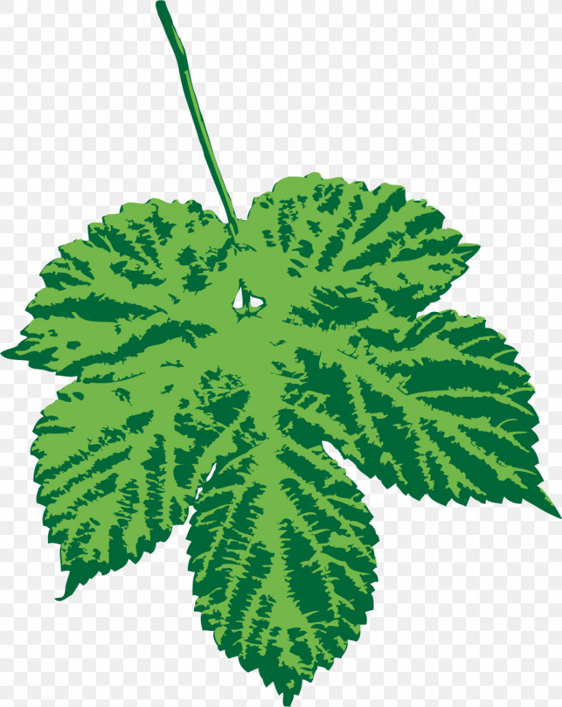 Maple Leaf, PNG, 901x1133px, Leaf, Biology, Color, Green, Maple Download Free