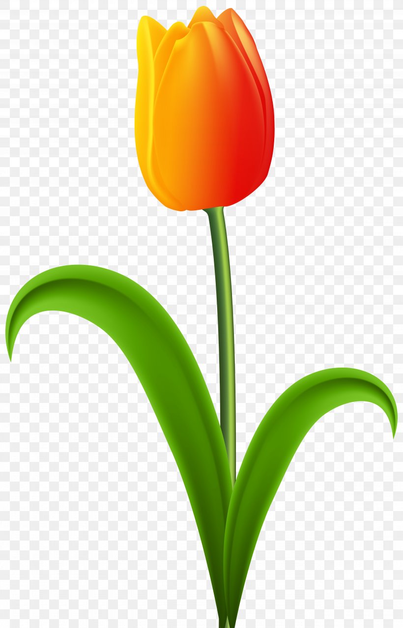 Tulip Desktop Wallpaper Red Clip Art, PNG, 5130x8000px, Tulip, Cut Flowers, Flower, Flowering Plant, Lily Family Download Free