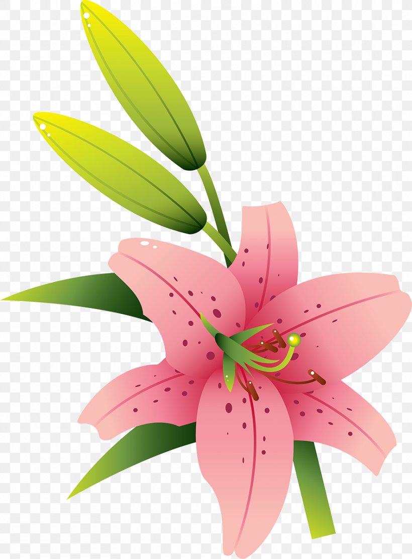 Cut Flowers Lilium Liliaceae Plant, PNG, 885x1200px, Flower, Cut Flowers, Flora, Flowering Plant, Liliaceae Download Free