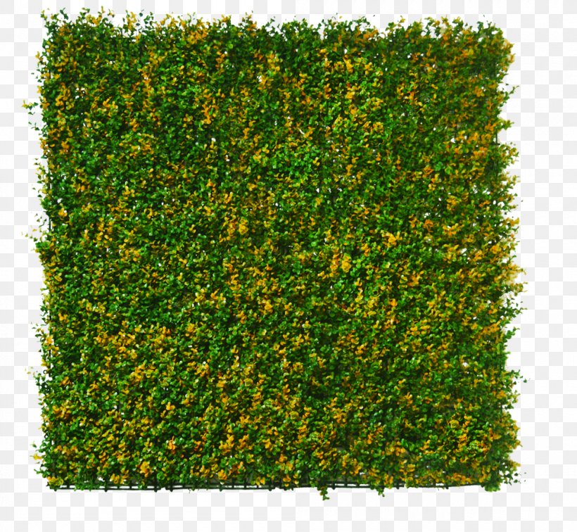 Hedge Flower Buxus Sinica Var. Parvifolia 台湾造花 Green Wall, PNG, 1000x923px, Hedge, Artificial Flower, Box, Buxus Sempervirens, Chinese Box Download Free