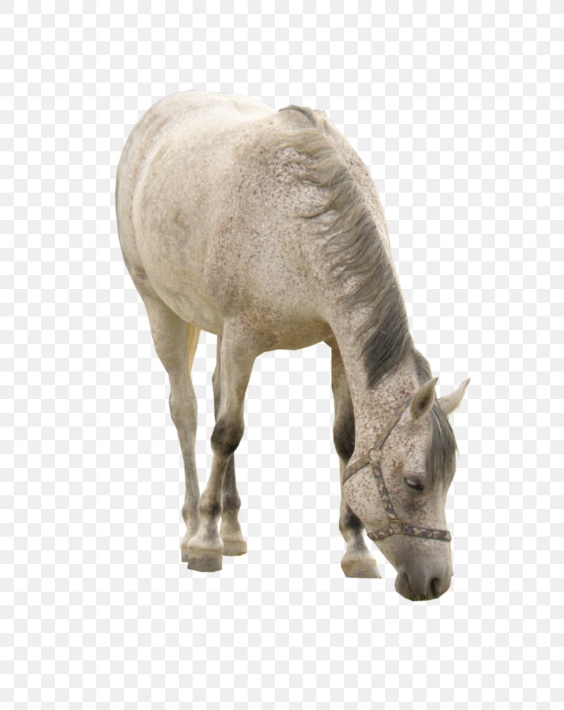 Horse White Download Computer File, PNG, 774x1032px, Horse, Animal, Deviantart, Donkey, Fauna Download Free