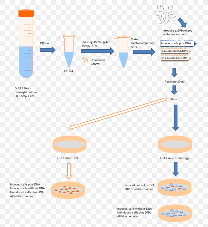 International Genetically Engineered Machine Cell Natural Competence Bacteria Plasmid, PNG, 800x892px, Cell, Bacteria, Brand, Cell Culture, Diagram Download Free