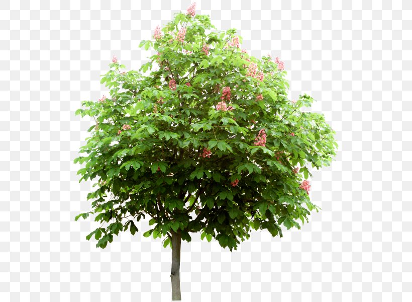 Tree, PNG, 540x600px, 2d Computer Graphics, Tree, Animation, Branch, Computer Network Download Free