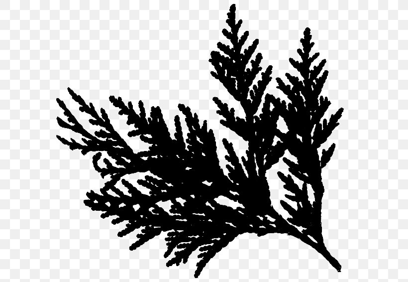 Twig Cedar Pine Fir Spruce, PNG, 637x566px, Twig, American Larch, Blackandwhite, Botany, Branch Download Free