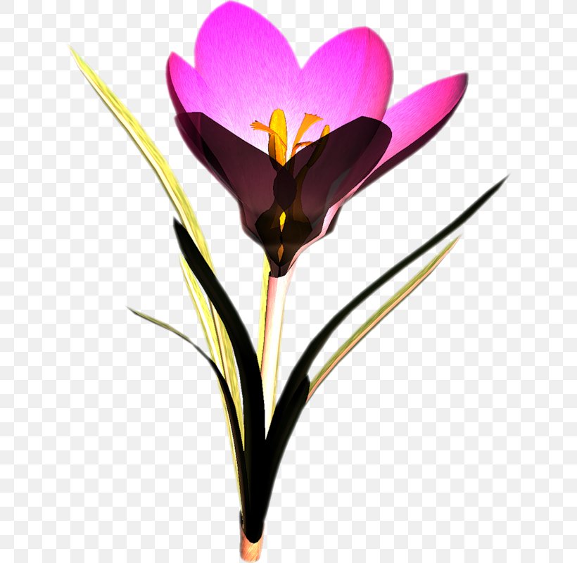 Crocus Flower Snowdrop Clip Art, PNG, 636x800px, Crocus, Autumn Crocus, Cut Flowers, Flower, Flowering Plant Download Free