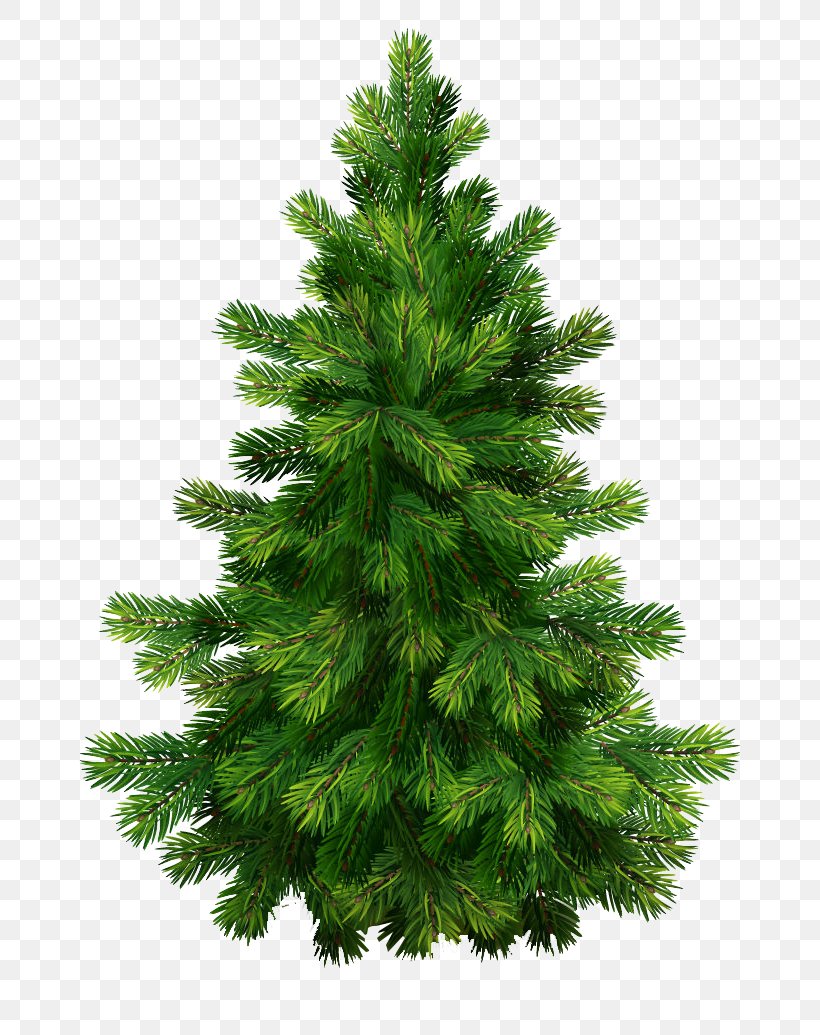 Pine Christmas Tree Clip Art, PNG, 800x1035px, Pine, Biome, Branch, Christmas, Christmas Decoration Download Free