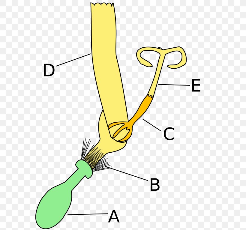 Common Sunflower Daisy Family Kwiat Języczkowy Ligule, PNG, 594x767px, Common Sunflower, Area, Arm, Aster, Beak Download Free