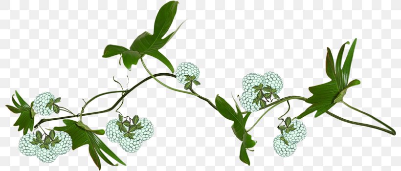 Floral Design Cut Flowers Grasses Herb, PNG, 800x350px, Floral Design, Branch, Cut Flowers, Flora, Flower Download Free