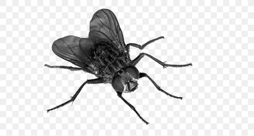 Fly Insect Clip Art, PNG, 649x441px, Fly, Arthropod, Black And White, Clipping Path, Display Resolution Download Free