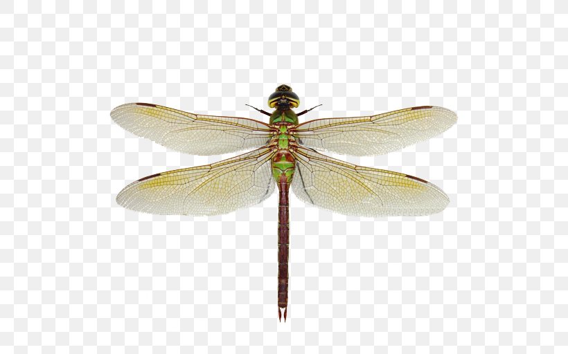 Green Darner Dragonfly Aeshna Synonyms And Antonyms Damselfly, PNG, 512x512px, Green Darner, Aeshna, Aeshnidae, Anax, Android Download Free