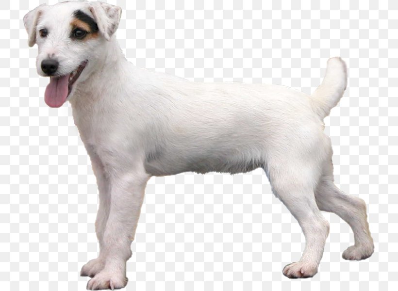 Jack Russell Terrier Parson Russell Terrier Miniature Fox Terrier Puppy West Highland White Terrier, PNG, 725x600px, Jack Russell Terrier, Breed, Canaan Dog, Carnivoran, Companion Dog Download Free