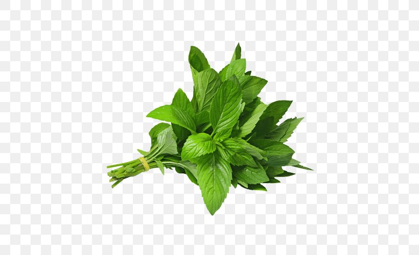 Mint Herb Vietnamese Coriander Stock Photography, PNG, 500x500px, Mint, Basil, Catnip, Chives, Fruit Download Free