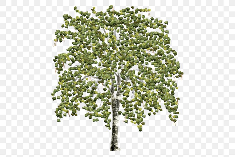 Tree Birch Magic Cookie Embryophyta Textur, PNG, 500x548px, Tree, Advertising, Birch, Branch, Embryophyta Download Free