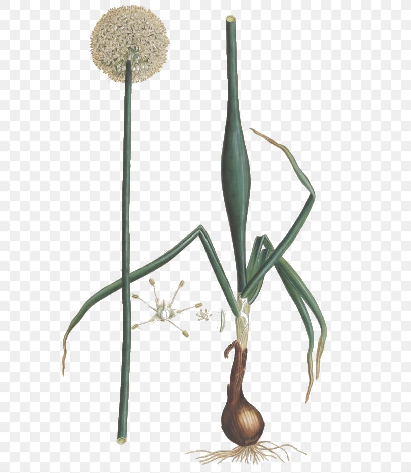 Allium Fistulosum Flora Graeca: (plates 801-966; 1837-1840) Allium Chinense Scallion Potato Onion, PNG, 592x942px, Allium Fistulosum, Allium, Allium Chinense, Branch, Flora Download Free