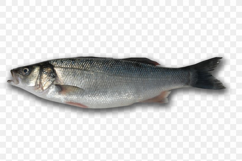 Sardine Fish Products 09777 Salmon Oily Fish, PNG, 1203x800px, Sardine, Animal Source Foods, Barramundi, Bass, Bass Guitar Download Free