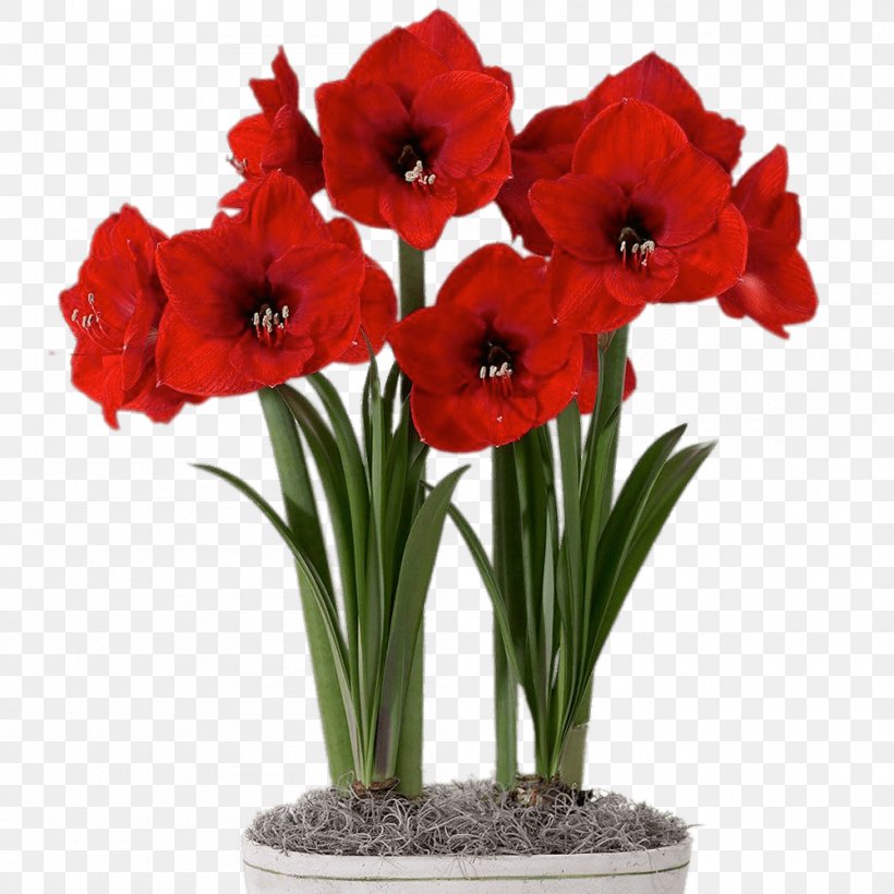 Amaryllis Bulb Flowerpot Houseplant, PNG, 1000x1000px, Amaryllis, Amaryllis Belladonna, Amaryllis Family, Bulb, Canna Download Free