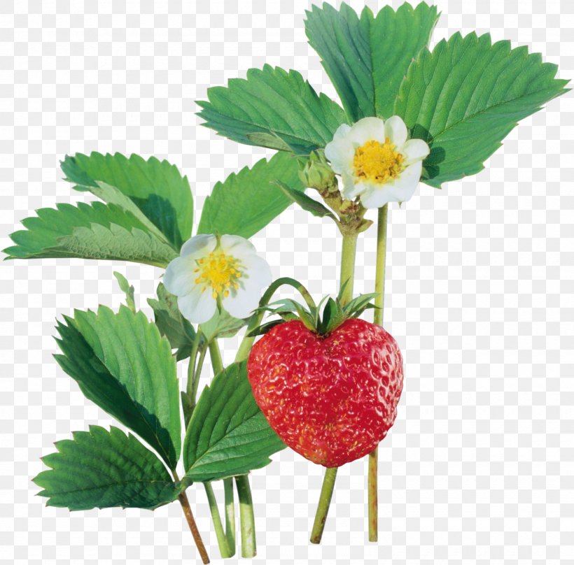 Strawberry Auglis Clip Art, PNG, 1600x1578px, Strawberry, Adobe Fireworks, Auglis, Computer Software, Food Download Free