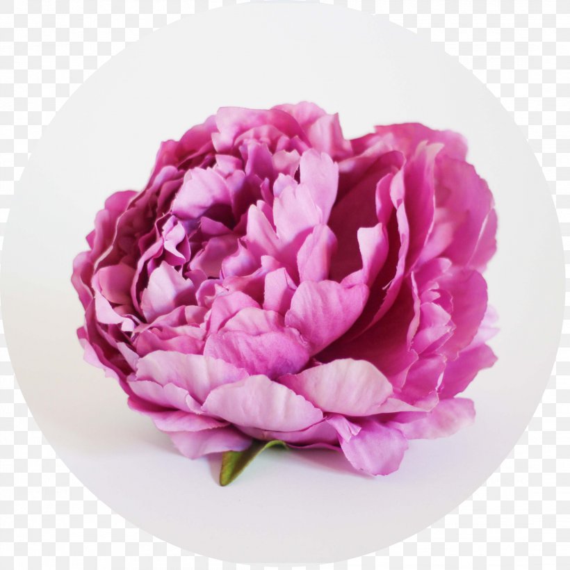 Cabbage Rose Peony Cut Flowers Quantity Price, PNG, 2188x2188px, Cabbage Rose, Carnation, Cut Flowers, Flower, Flowering Plant Download Free