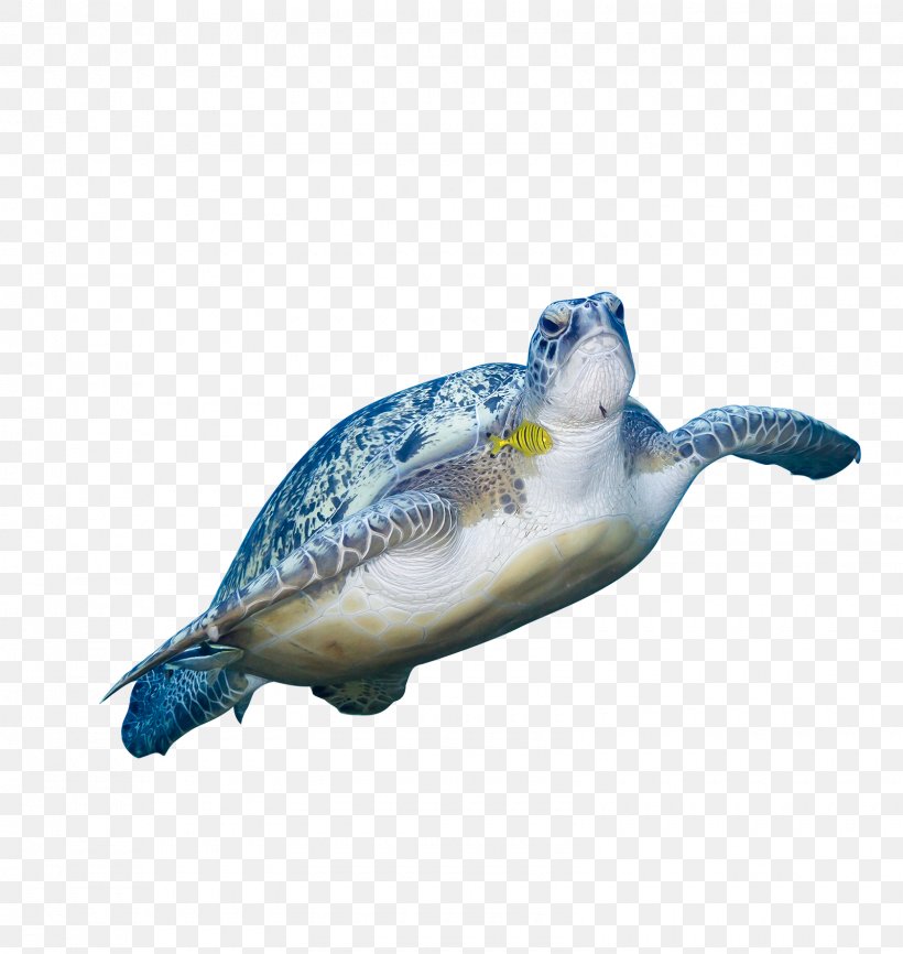 Green Sea Turtle Animal, PNG, 1600x1691px, Turtle, Animal, Beak, Bird, Designer Download Free