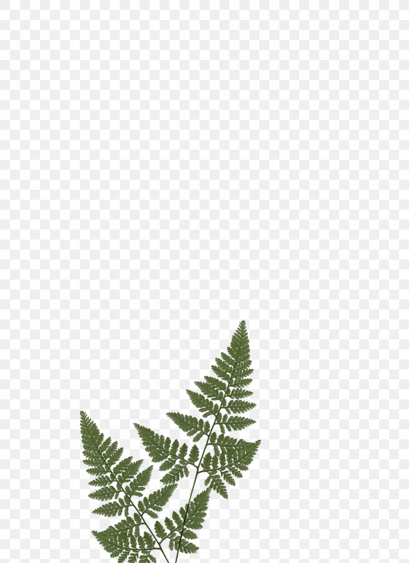 Leaf Twig Line Biology Science, PNG, 1046x1440px, Leaf, Biology, Line, Plant Structure, Plants Download Free