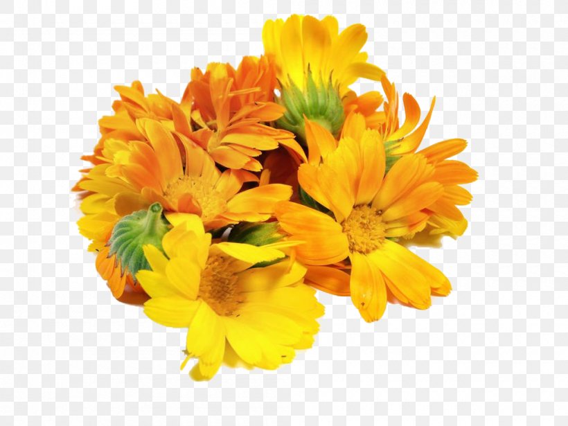 Mexican Marigold Floral Design Flower Calendula Officinalis, PNG, 1000x750px, Mexican Marigold, Artificial Flower, Calendula, Calendula Officinalis, Chrysanthemum Download Free