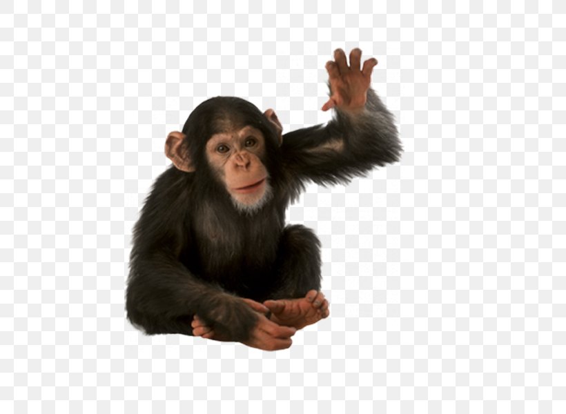 Orangutan Primate Monkey Common Chimpanzee, PNG, 600x600px, Orangutan, Chimpanzee, Common Chimpanzee, Fur, Great Ape Download Free