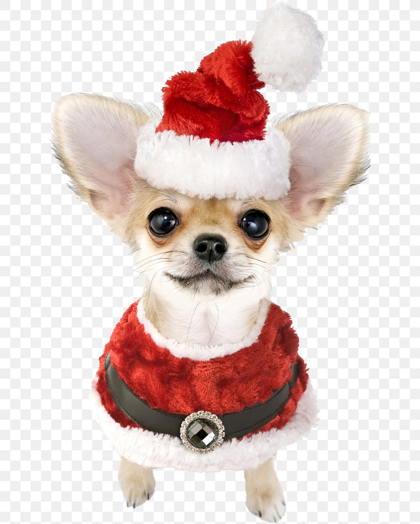 Chihuahua Puppy Havanese Dog Santa Claus Bichon Frise, PNG, 628x1024px, Chihuahua, Bichon Frise, Carnivoran, Christmas, Christmas Ornament Download Free