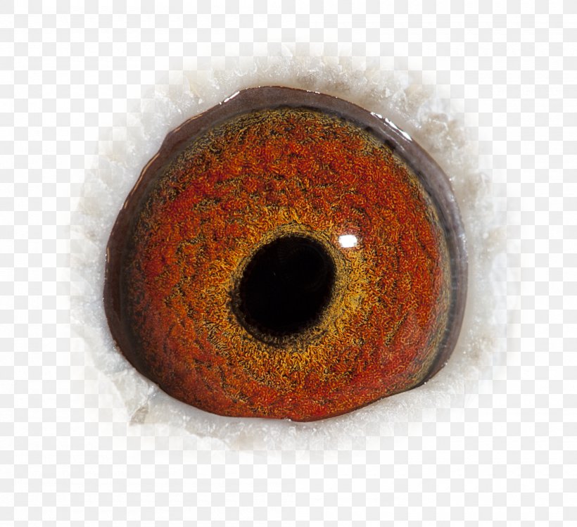 Close-up Circle, PNG, 2000x1829px, Closeup, Eye, Iris Download Free