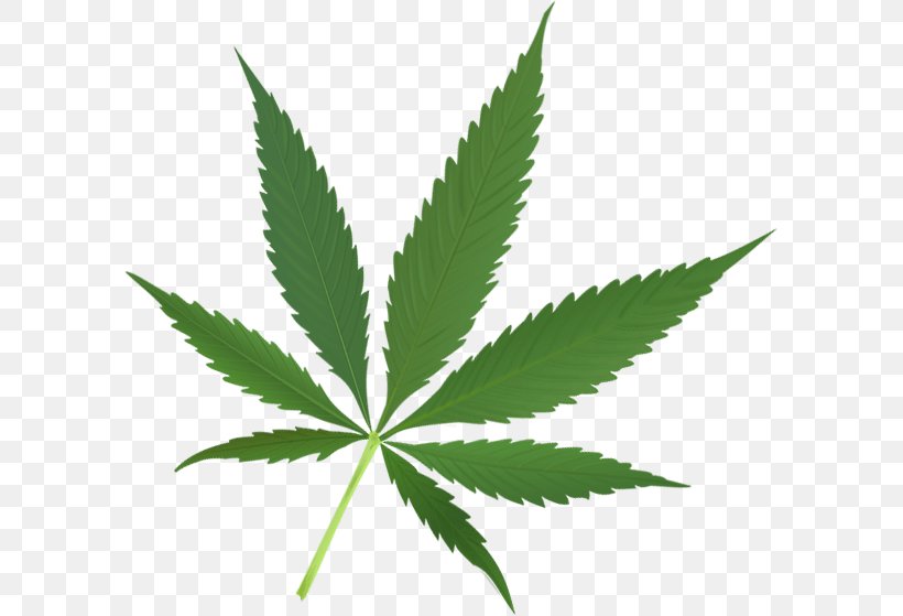 The Emperor Wears No Clothes Cannabis Desktop Wallpaper Hemp Leaf, PNG, 593x559px, Emperor Wears No Clothes, Cannabis, Cannabis Sativa, Cannabis Smoking, Hemp Download Free