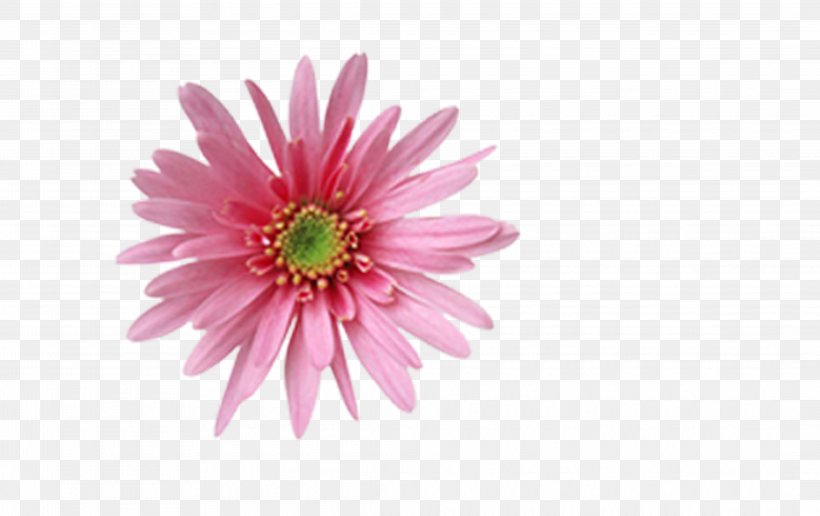 Animation, PNG, 4357x2746px, Animation, Chrysanths, Computer Graphics, Dahlia, Daisy Family Download Free