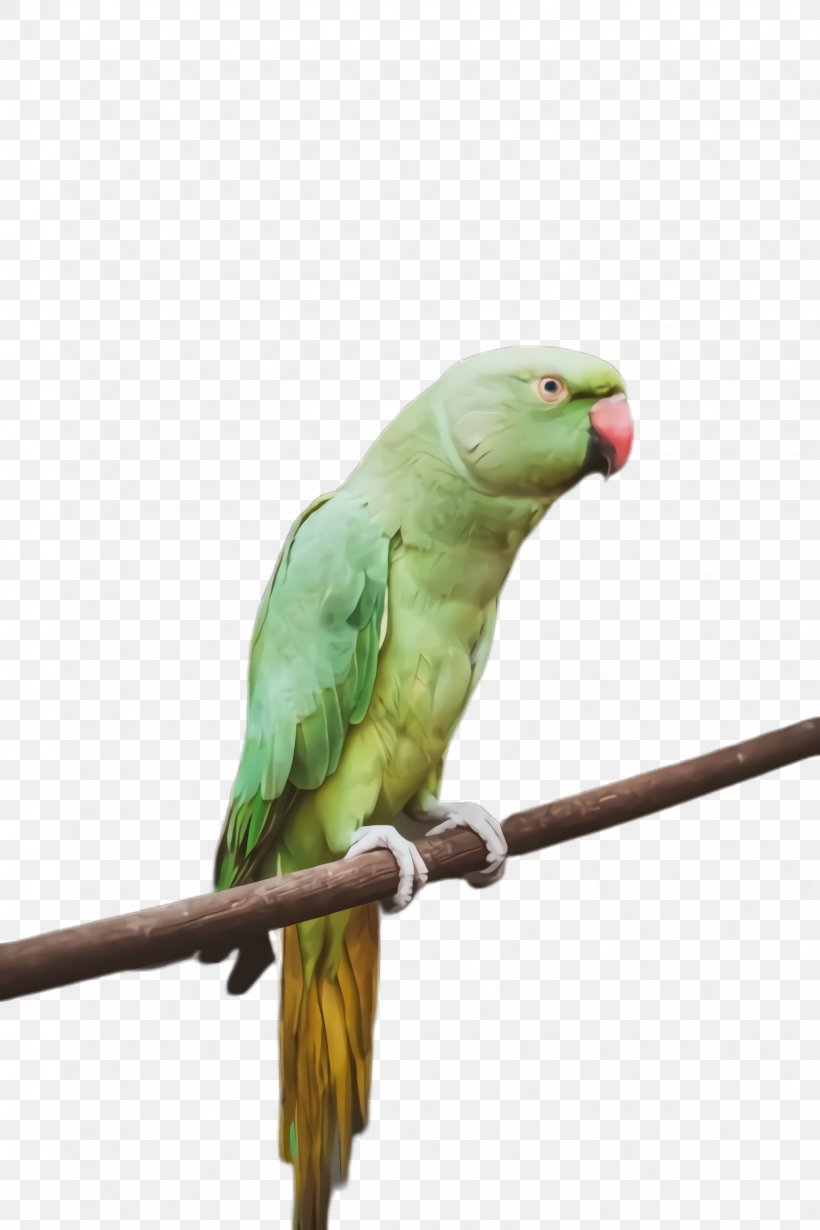 Colorful Background, PNG, 1632x2448px, Parrot, Beak, Bird, Budgie, Colorful Download Free