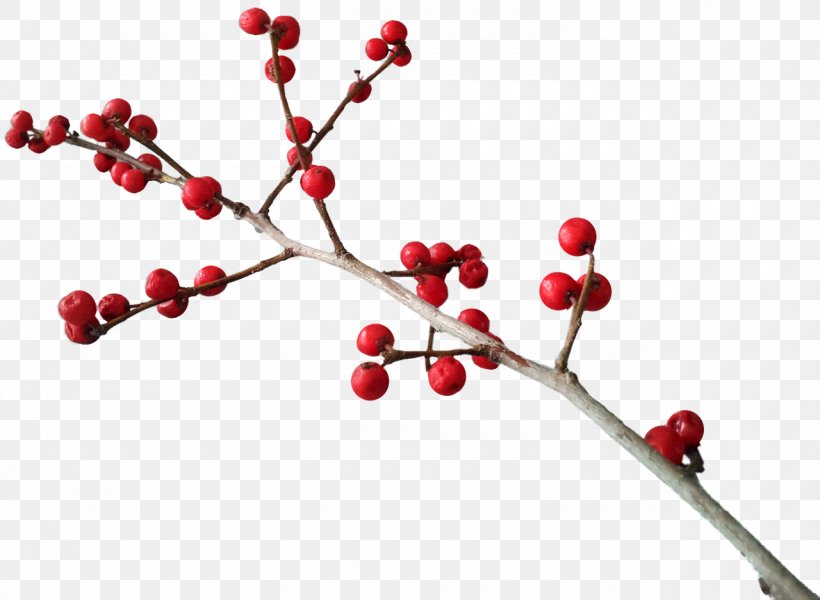 Common Holly Christmas Berry Clip Art, PNG, 1280x938px, Common Holly, Aquifoliaceae, Aquifoliales, Berry, Branch Download Free