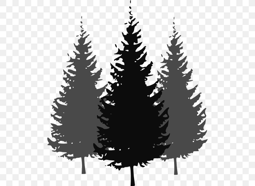 Pine Fir Tree Clip Art, PNG, 516x598px, Pine, Black And White, Branch, California Foothill Pine, Christmas Decoration Download Free