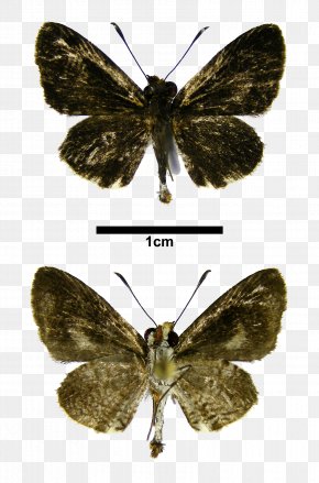 Butterfly - Brush-footed Butterflies Pieridae Gossamer-winged Butterflies Silkworm Butterfly PNG