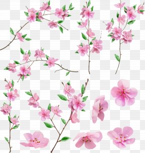 Sakura Flower Drawing Transparent Background - Cherry Blossom Design Image Illustration PNG