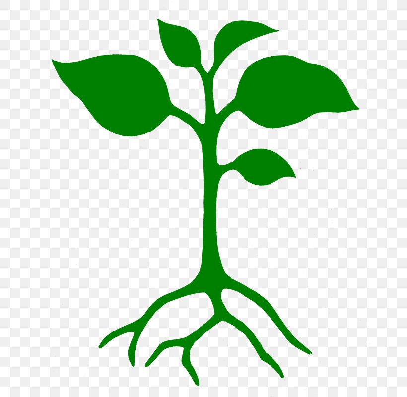 Clip Art Branch Plants Seedling Leaf, PNG, 672x800px, Branch, Botany, Flower, Food, Fruit Tree Download Free