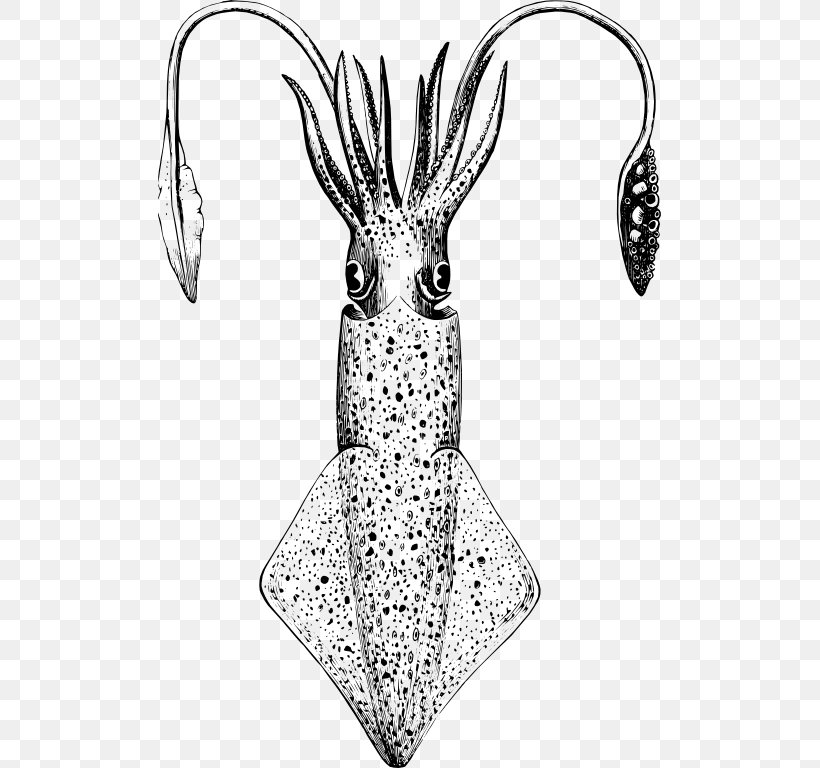 European Squid Drawing Line Art Giant Squid, PNG, 503x768px, Squid, Animal, Art, Artwork, Black And White Download Free