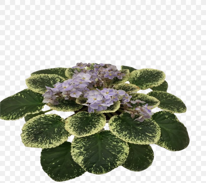 Herbaceous Plant, PNG, 844x750px, Herbaceous Plant, Flower, Plant, Purple, Violet Download Free