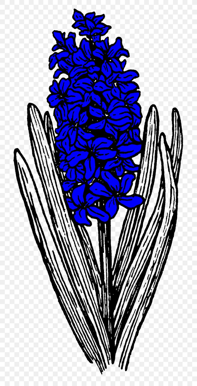 Hyacinthus Orientalis Free Clip Art, PNG, 789x1600px, Hyacinthus Orientalis, Art, Black And White, Botany, Branch Download Free