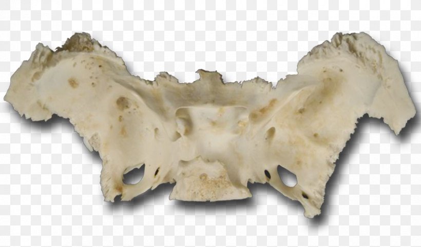 Jaw Foramen Ovale Pterygoid Processes Of The Sphenoid Anatomy Mandible, PNG, 850x500px, Jaw, Anatomy, Bone, Foramen, Foramen Ovale Download Free