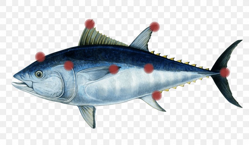 Mackerel Southern Bluefin Tuna Atlantic Bluefin Tuna Pacific Bluefin Tuna Oily Fish, PNG, 1157x677px, Mackerel, Albacore, Atlantic Bluefin Tuna, Bonito, Bony Fish Download Free