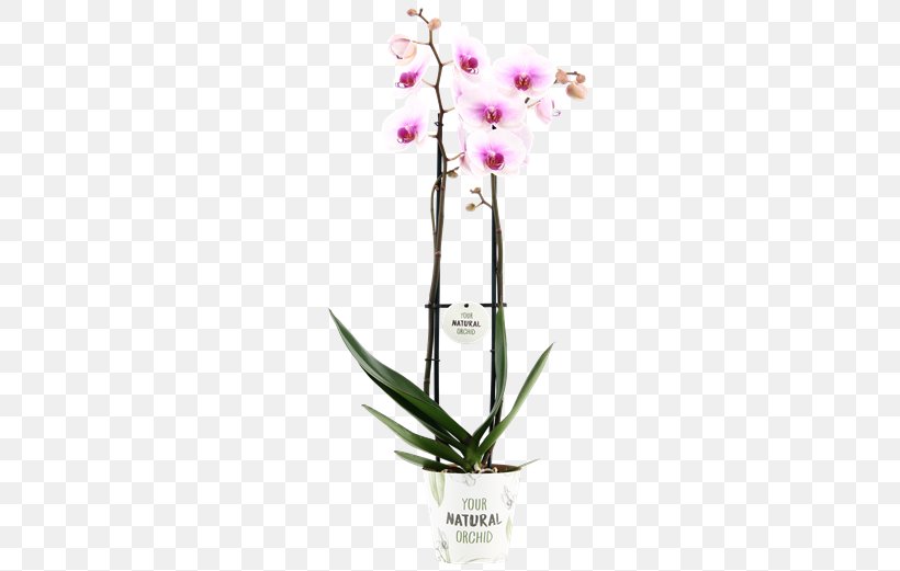 Moth Orchids Dendrobium Flowerpot Cut Flowers, PNG, 581x521px, Moth Orchids, Artificial Flower, Cut Flowers, Dendrobium, Flora Download Free