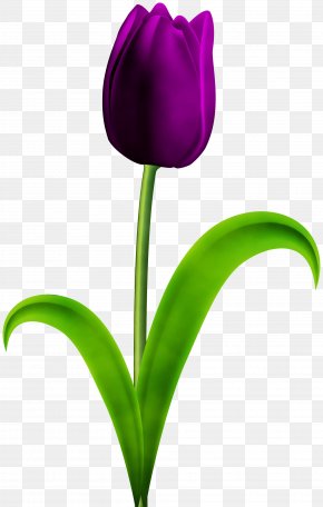 Iris Lily Family - Purple Watercolor Flower PNG