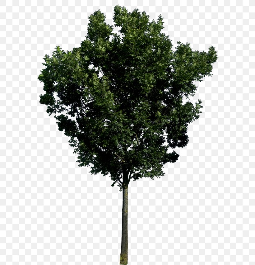 Tree Icon, PNG, 386x550px, Populus Nigra, Art, Branch, Cottonwood, Dots Per Inch Download Free