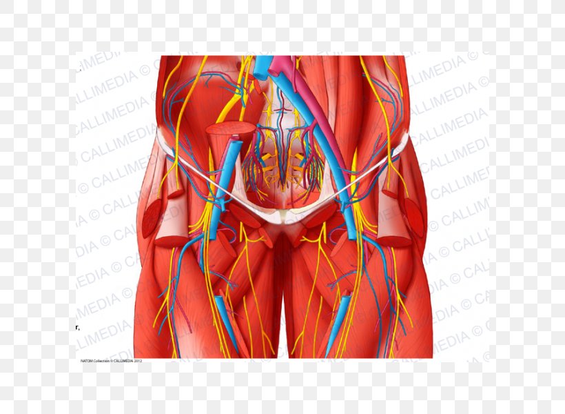 Blood Vessel Pelvis Anatomy Human Body Nerve, PNG, 600x600px, Watercolor, Cartoon, Flower, Frame, Heart Download Free