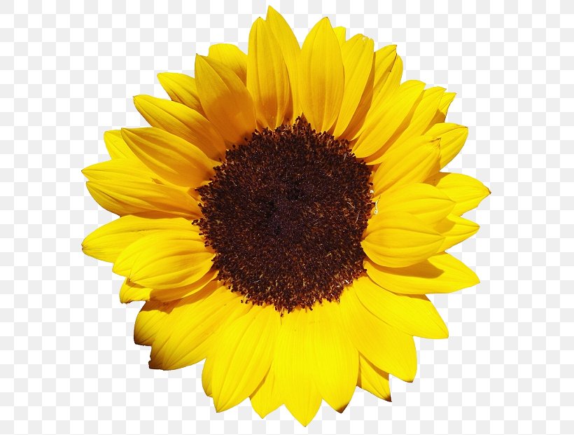 Common Sunflower Pixel XCF, PNG, 601x621px, Common Sunflower, Daisy Family, Flower, Flowering Plant, Image File Formats Download Free