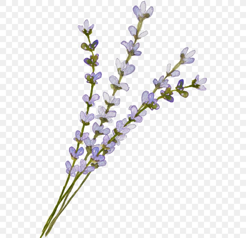 English Lavender Clip Art Image GIF, PNG, 624x794px, 3d Computer Graphics, English Lavender, Branch, Common Sage, Computer Graphics Download Free