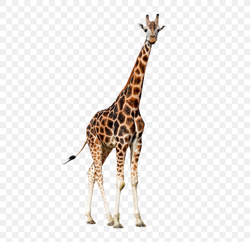 Northern Giraffe Photography Giraffidae, PNG, 650x793px, Northern Giraffe, Animal Figure, Fauna, Giraffe, Giraffidae Download Free
