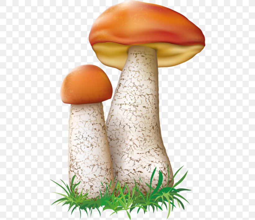 Agaricaceae Fungus Basidiomycetes Mushroom Leccinum Aurantiacum, PNG, 500x707px, Agaricaceae, Basidiomycetes, Edible Mushroom, Fungus, Honey Fungus Download Free