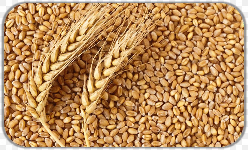 Atta Flour Common Wheat Gristmill Cereal Wheat Flour, PNG, 1034x626px, Atta Flour, Bread, Cereal, Cereal Germ, Chapati Download Free